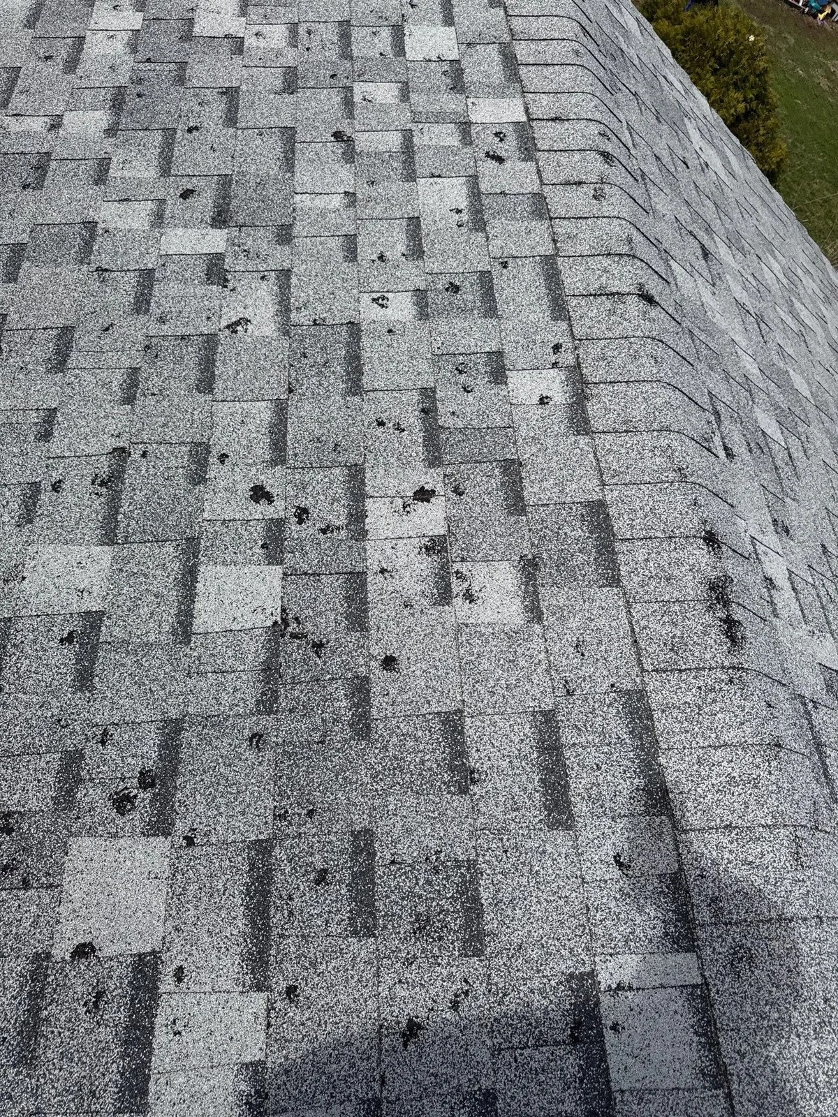 Close-up of hail impact bruises and granule loss on an asphalt shingle